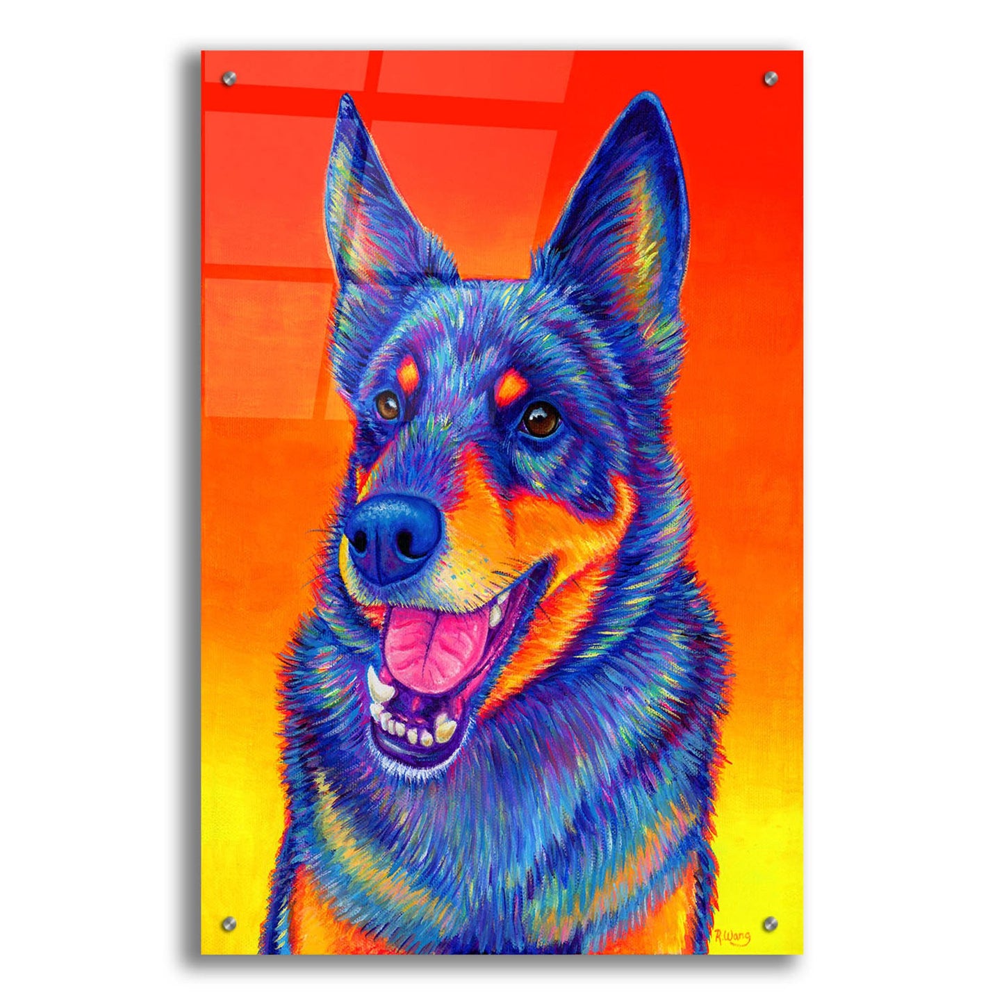 Epic Art 'Blue Heeler' by Rebecca Wang Art, Acrylic Glass Wall Art