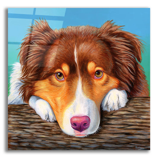 Epic Art 'Red Tricolor Australian Shepherd' by Rebecca Wang Art, Acrylic Glass Wall Art