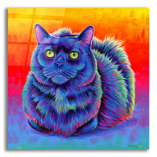 Epic Art 'Fiery Rainbow Black Cat' by Rebecca Wang Art, Acrylic Glass Wall Art