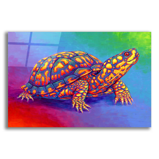 Epic Art 'Rainbow Eastern Box Turtle' by Rebecca Wang Art, Acrylic Glass Wall Art