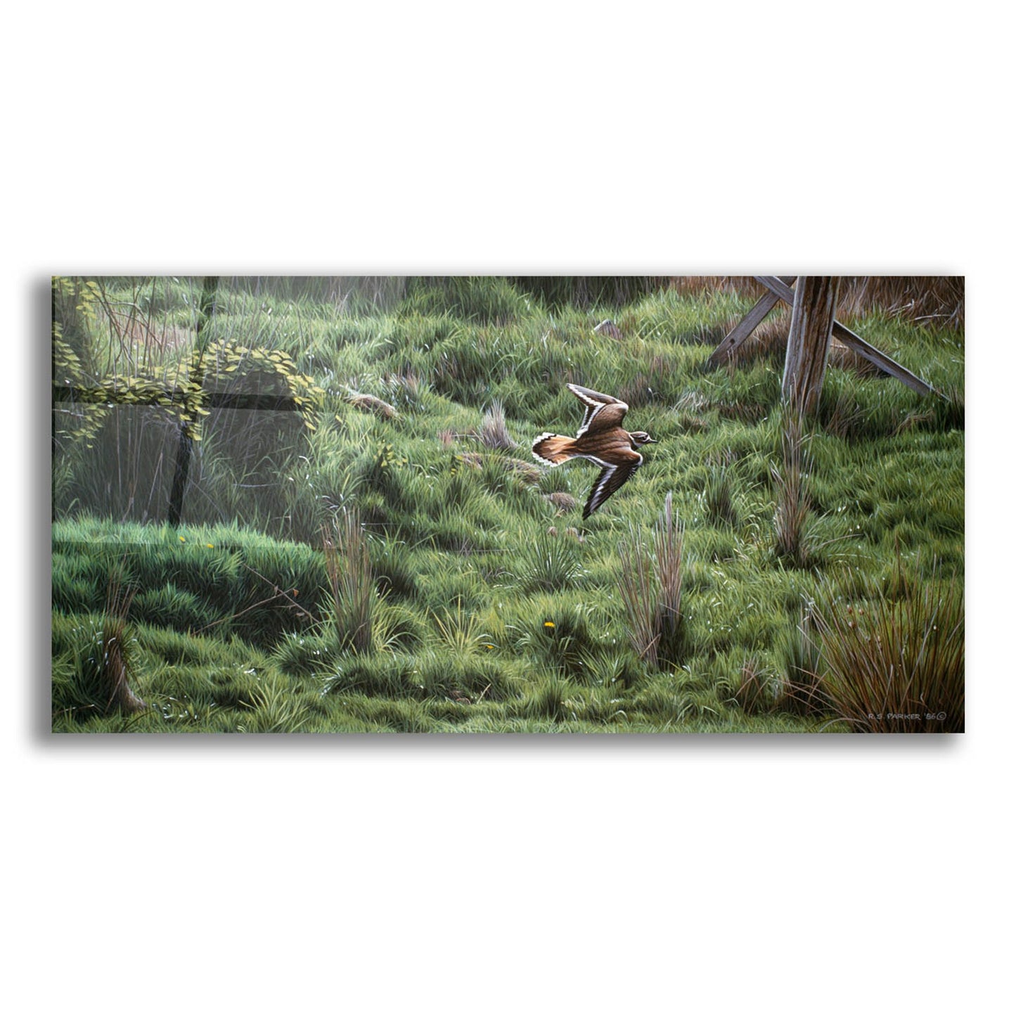 Epic Art 'Spring Flight' by Ron Parker, Acrylic Glass Wall Art