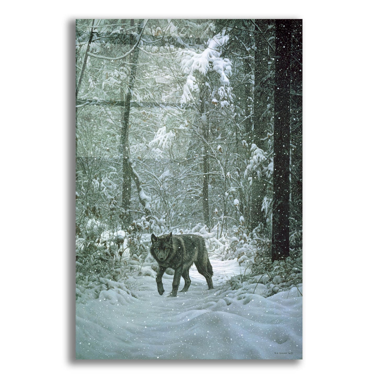 Epic Art 'Winter Encounter-Wolf' by Ron Parker, Acrylic Glass Wall Art