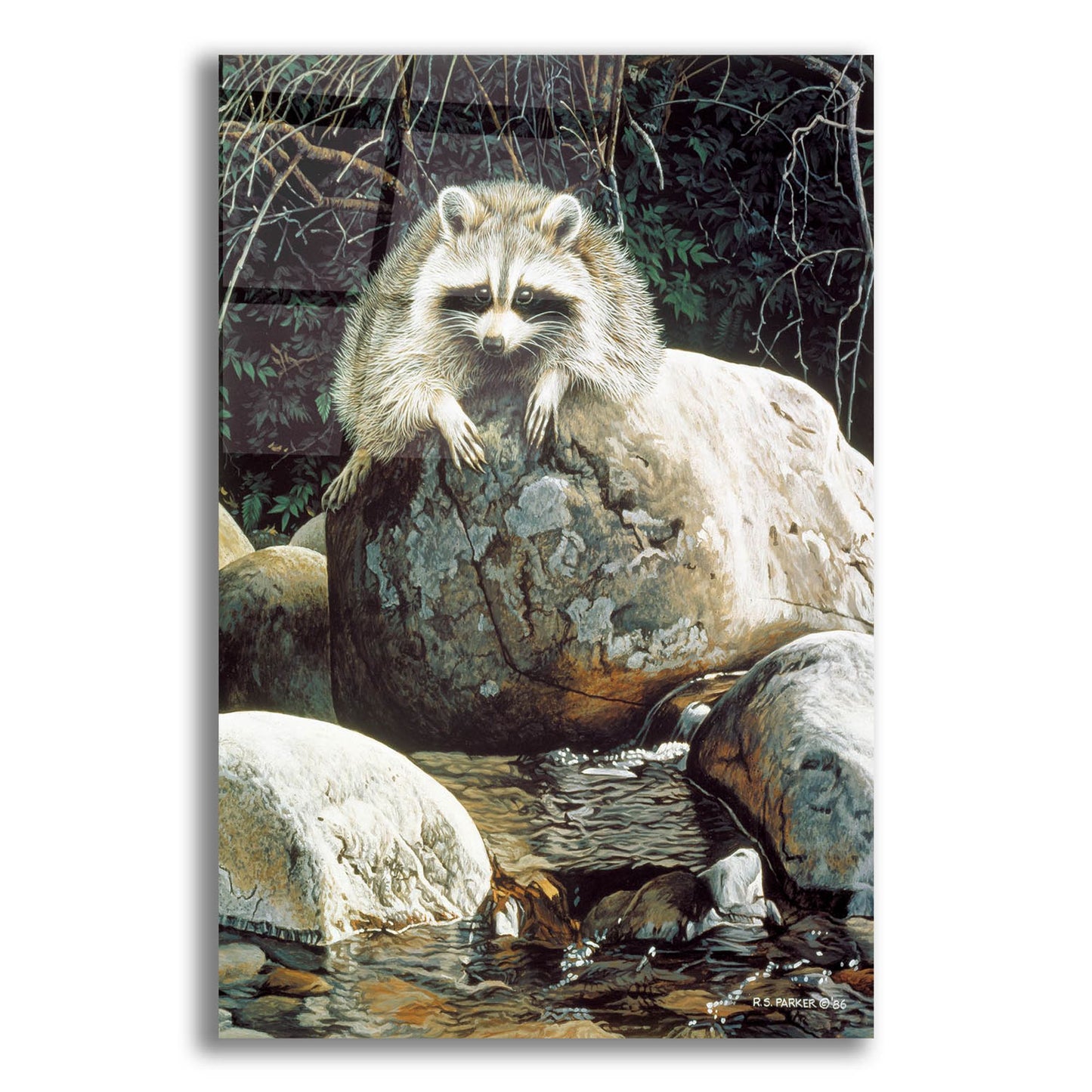 Epic Art 'Low Water-Raccoon' by Ron Parker, Acrylic Glass Wall Art