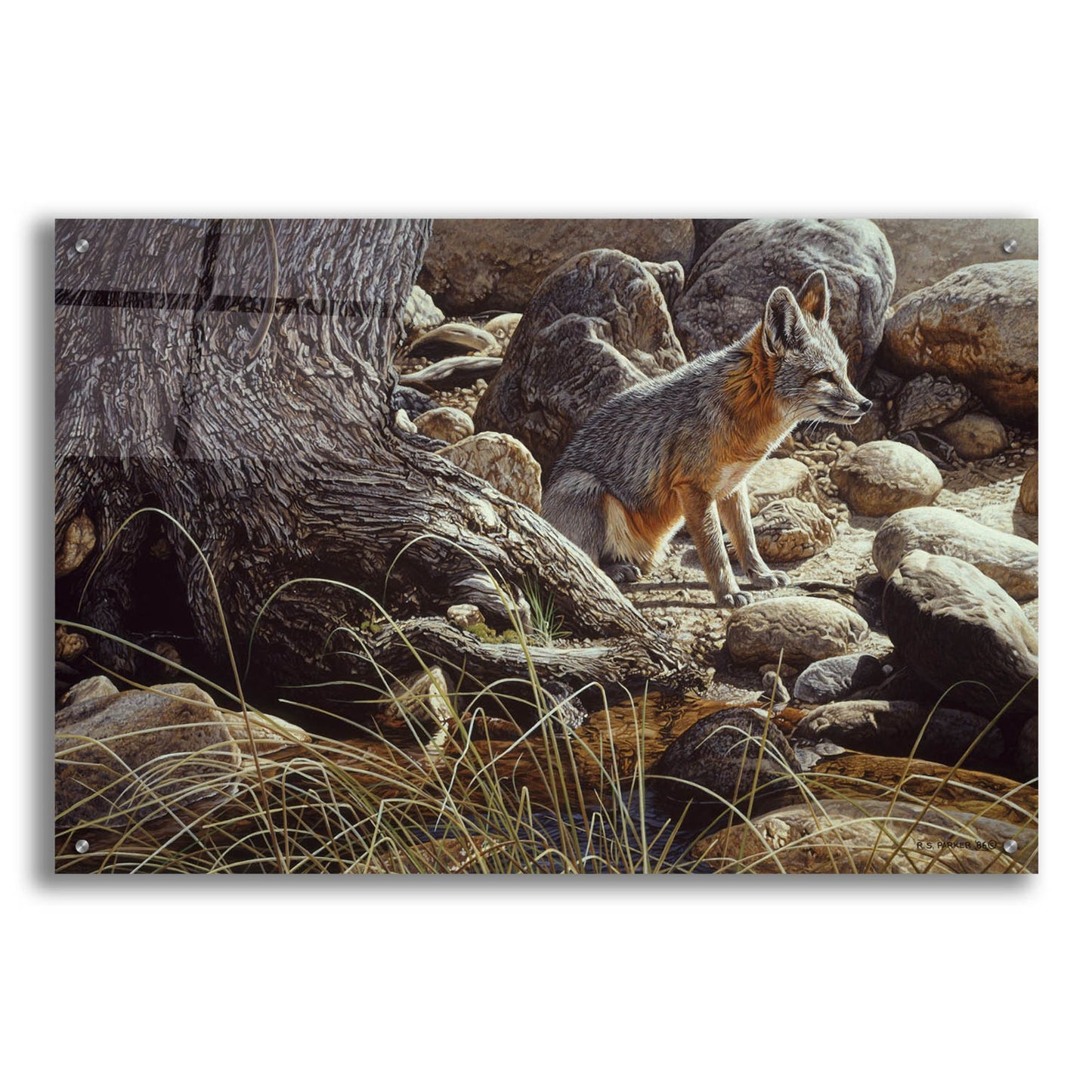 Epic Art 'Desert Respite-Kit Fox' by Ron Parker, Acrylic Glass Wall Art