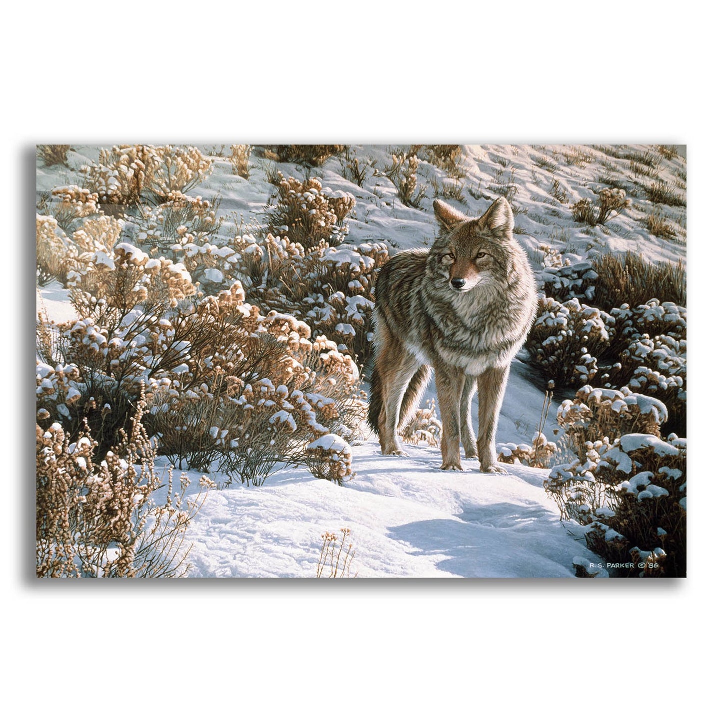 Epic Art 'Winter Sage-Coyote' by Ron Parker, Acrylic Glass Wall Art