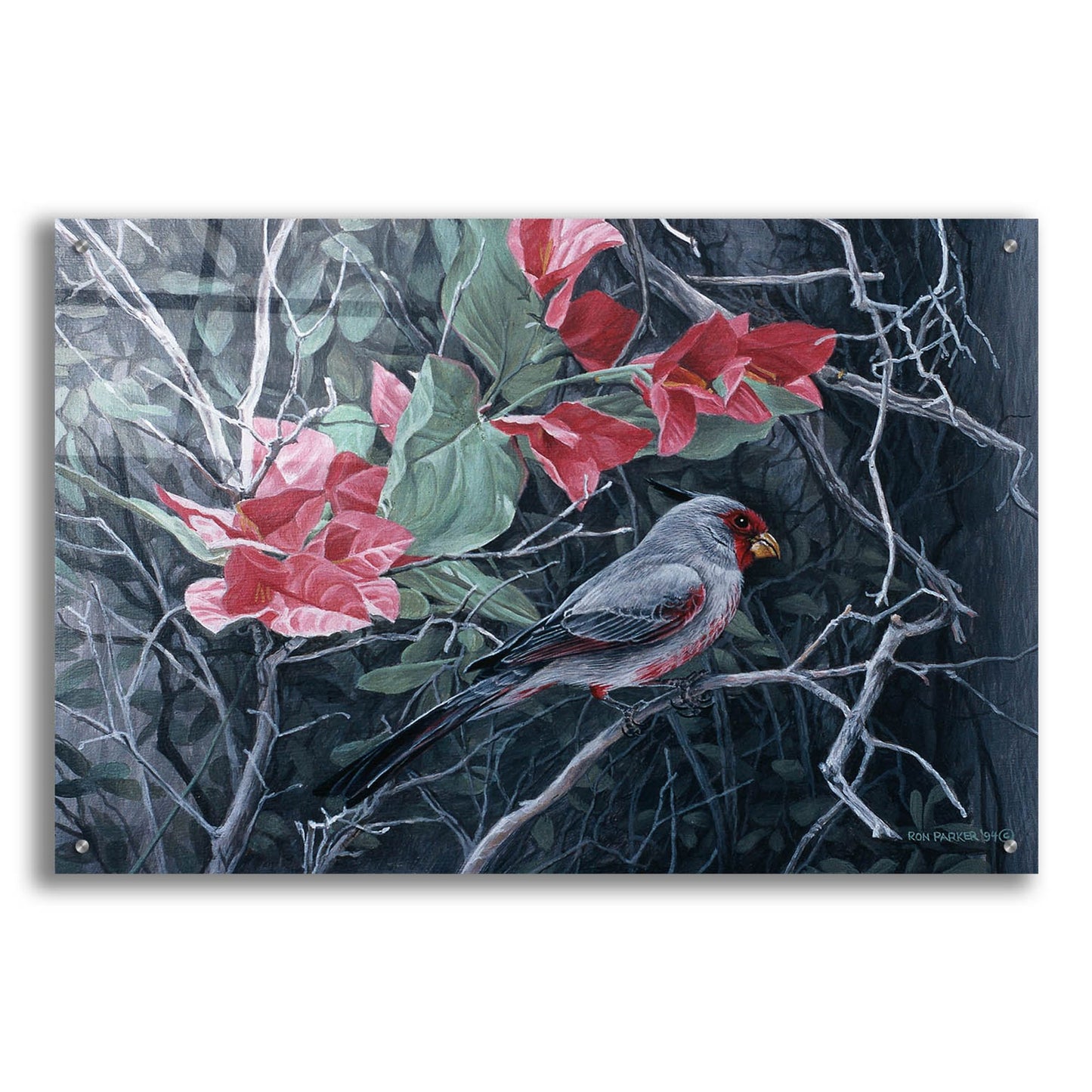 Epic Art 'Pyrrhuloxia' by Ron Parker, Acrylic Glass Wall Art