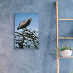 Epic Art 'Vulture' by Ron Parker, Acrylic Glass Wall Art,16x24