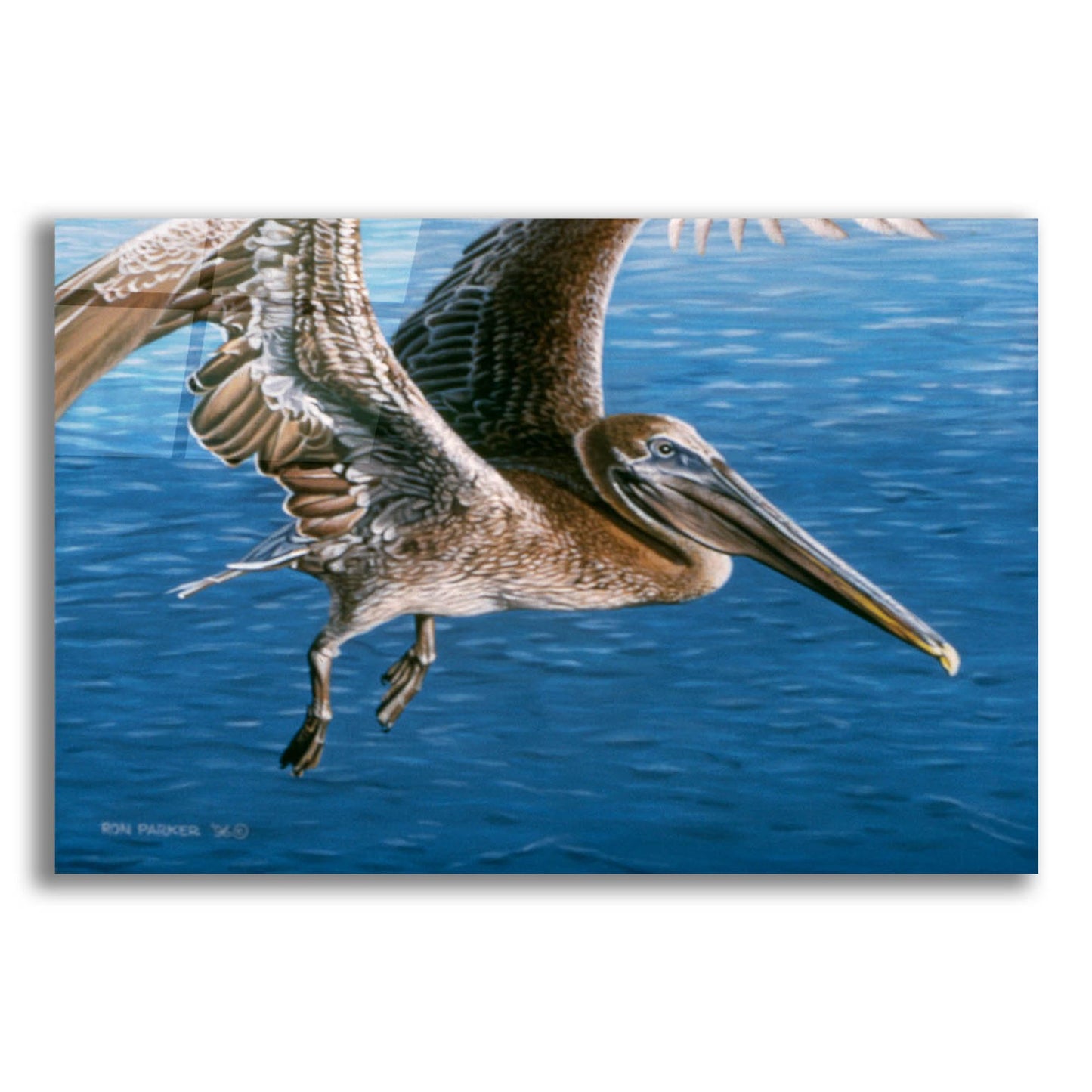 Epic Art 'Flying Pelican' by Ron Parker, Acrylic Glass Wall Art