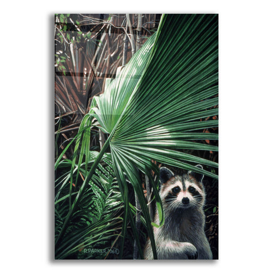 Epic Art 'Everglades Raccoon' by Ron Parker, Acrylic Glass Wall Art