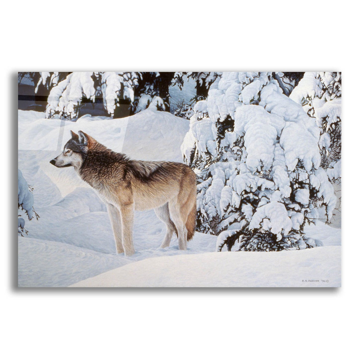 Epic Art 'Winter's Blanket' by Ron Parker, Acrylic Glass Wall Art