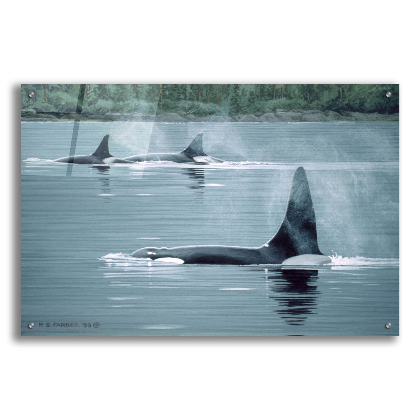 Epic Art 'Orcas' by Ron Parker, Acrylic Glass Wall Art