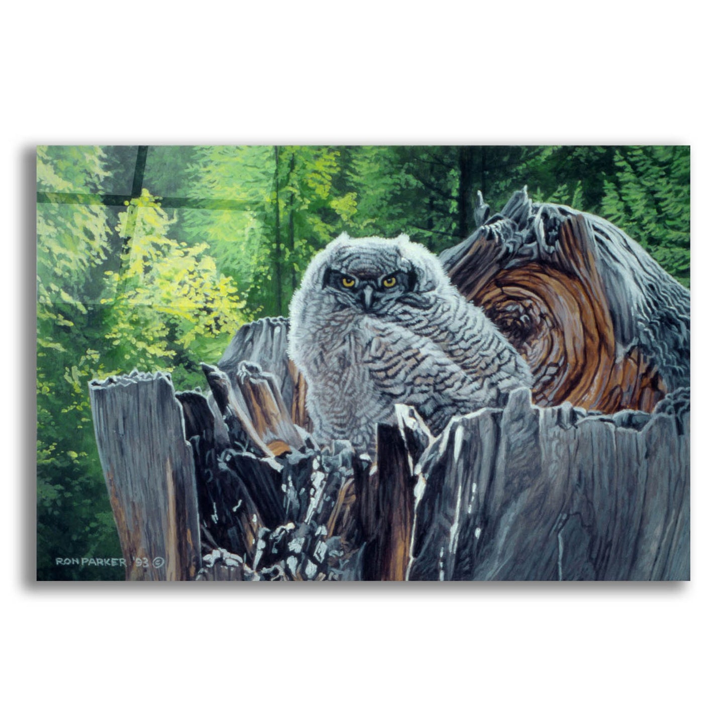 Epic Art 'Great Horned Owl' by Ron Parker, Acrylic Glass Wall Art