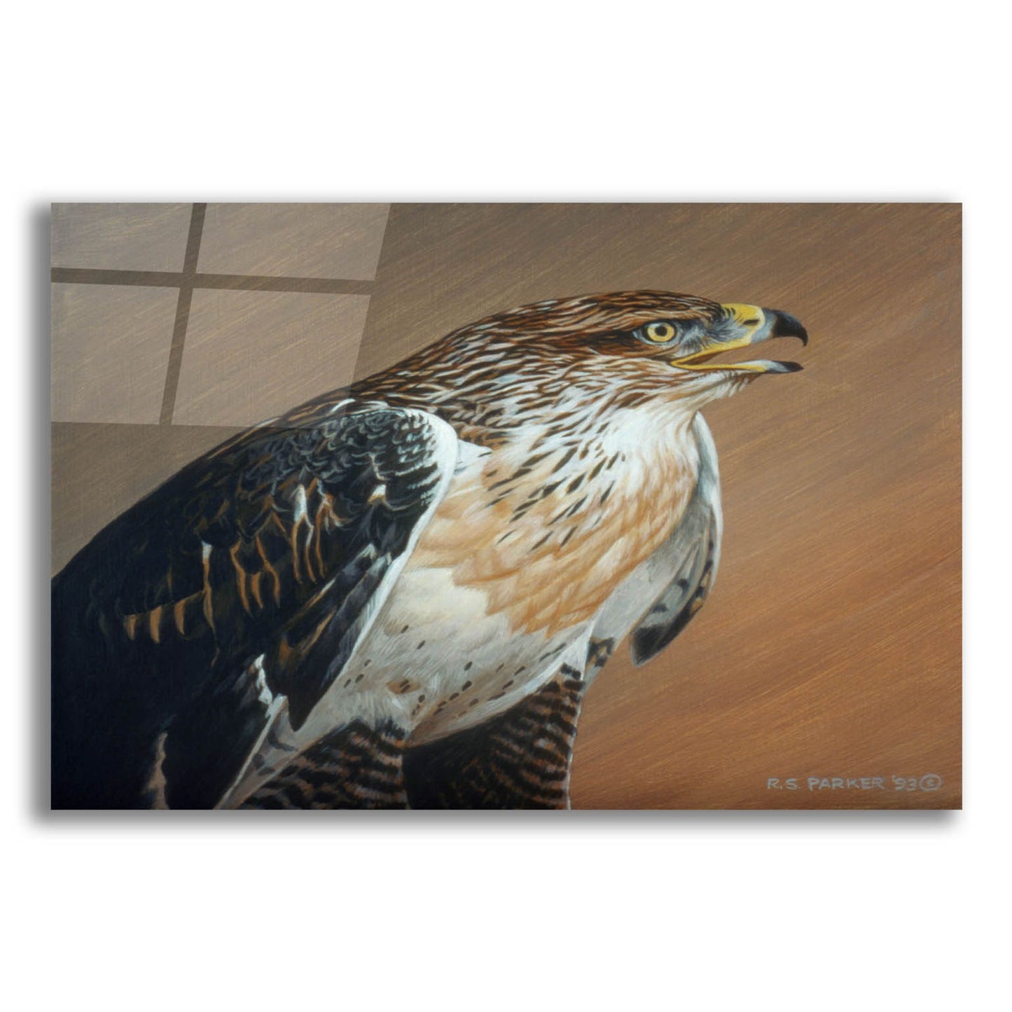 Epic Art 'Ferruginous Hawk' by Ron Parker, Acrylic Glass Wall Art