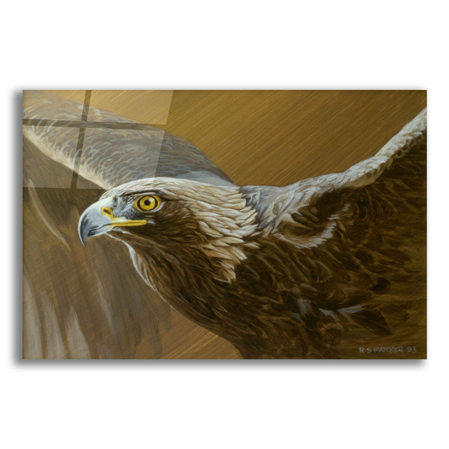 Epic Art 'Golden Eagle' by Ron Parker, Acrylic Glass Wall Art