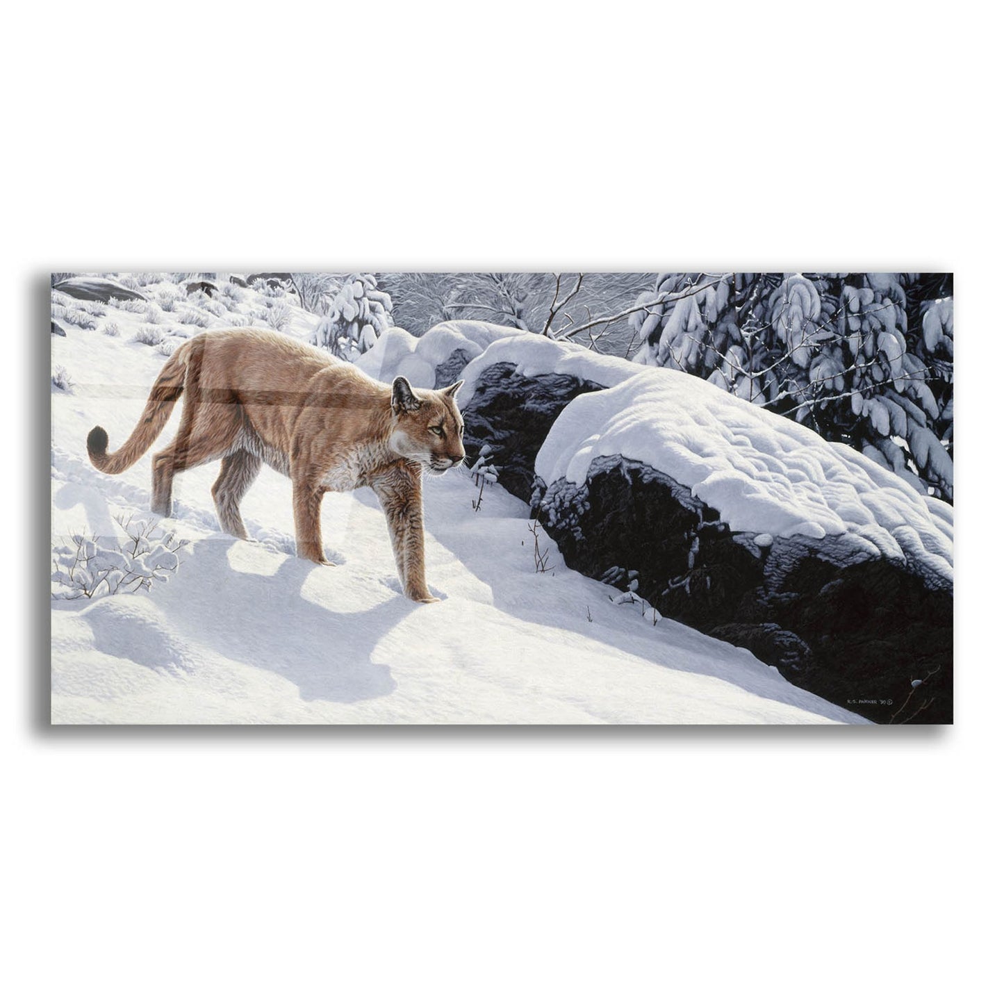 Epic Art 'Soft Snow-Cougar' by Ron Parker, Acrylic Glass Wall Art