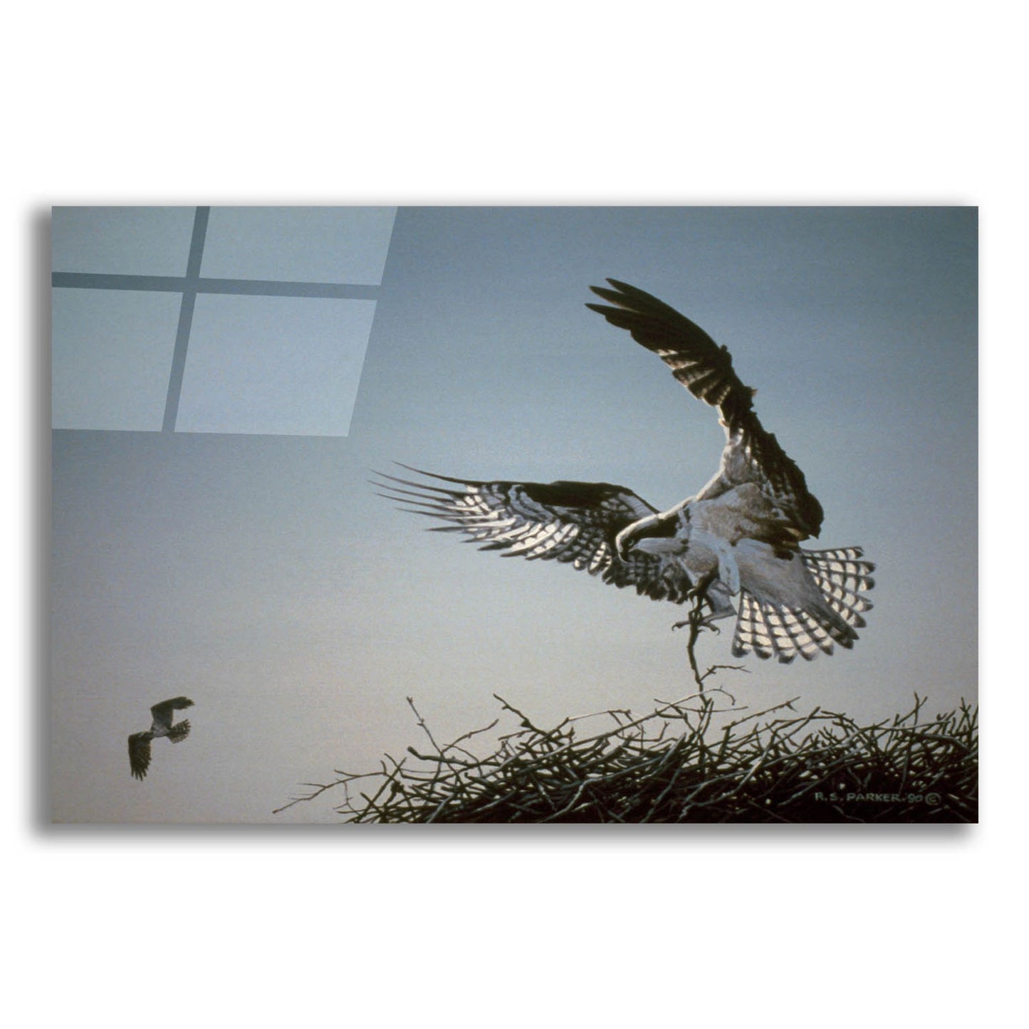 Epic Art 'Nest Builder' by Ron Parker, Acrylic Glass Wall Art