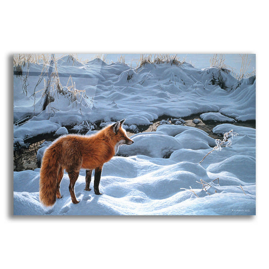 Epic Art 'Icy Morning-Red Fox' by Ron Parker, Acrylic Glass Wall Art