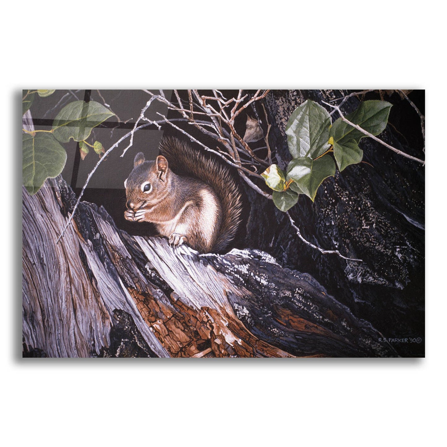 Epic Art 'Red Squirrel In Salac' by Ron Parker, Acrylic Glass Wall Art