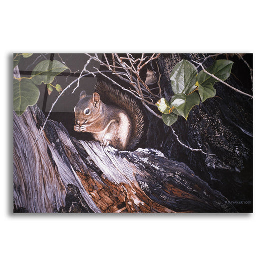 Epic Art 'Red Squirrel In Salac' by Ron Parker, Acrylic Glass Wall Art