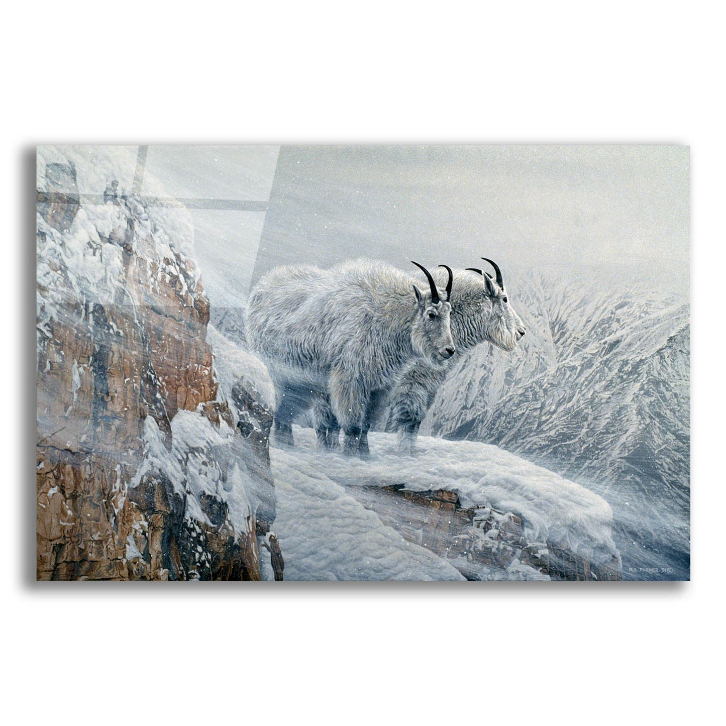 Epic Art 'Winter's Fury Mountain Goat' by Ron Parker, Acrylic Glass Wall Art