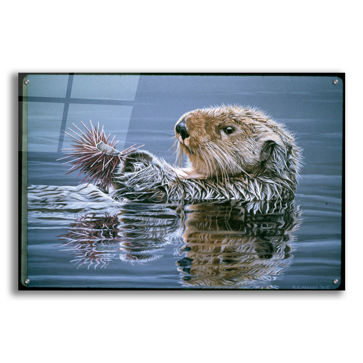 Epic Art 'Sea Otter With Urchin' by Ron Parker, Acrylic Glass Wall Art