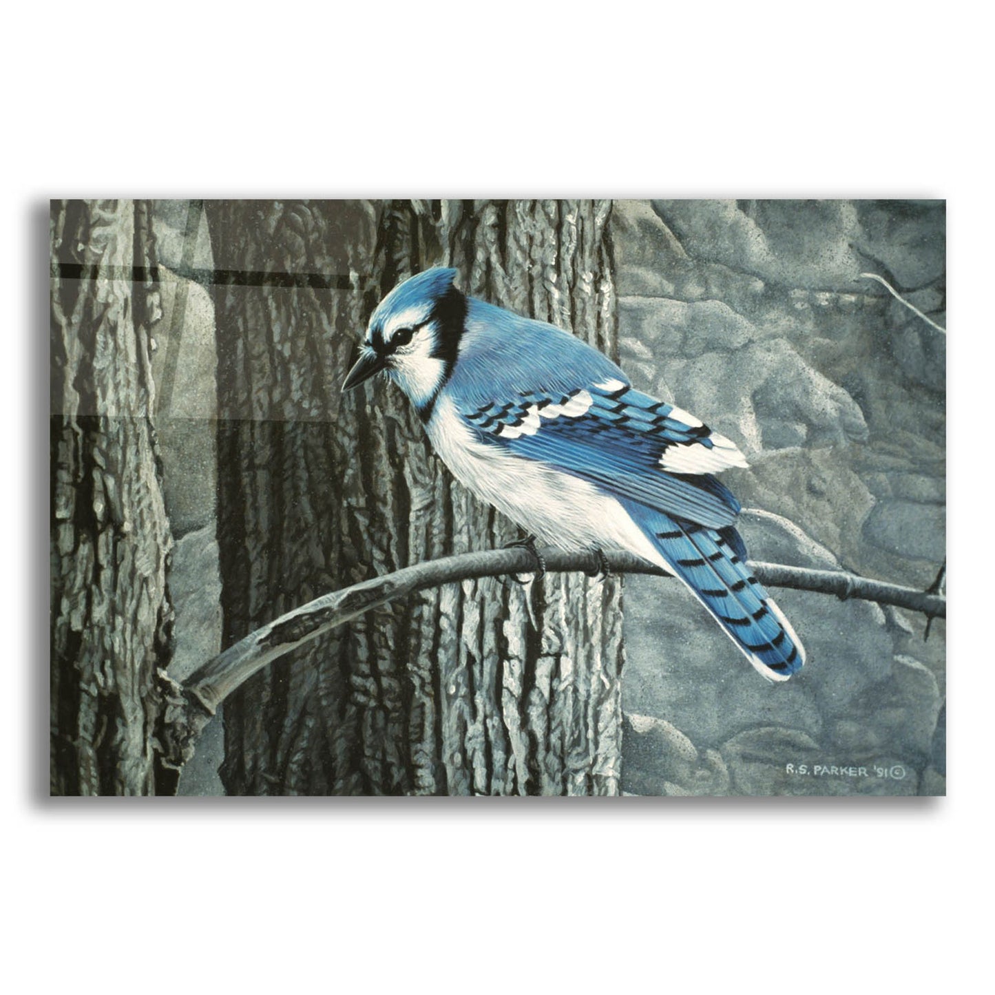 Epic Art 'Backyard Jay' by Ron Parker, Acrylic Glass Wall Art