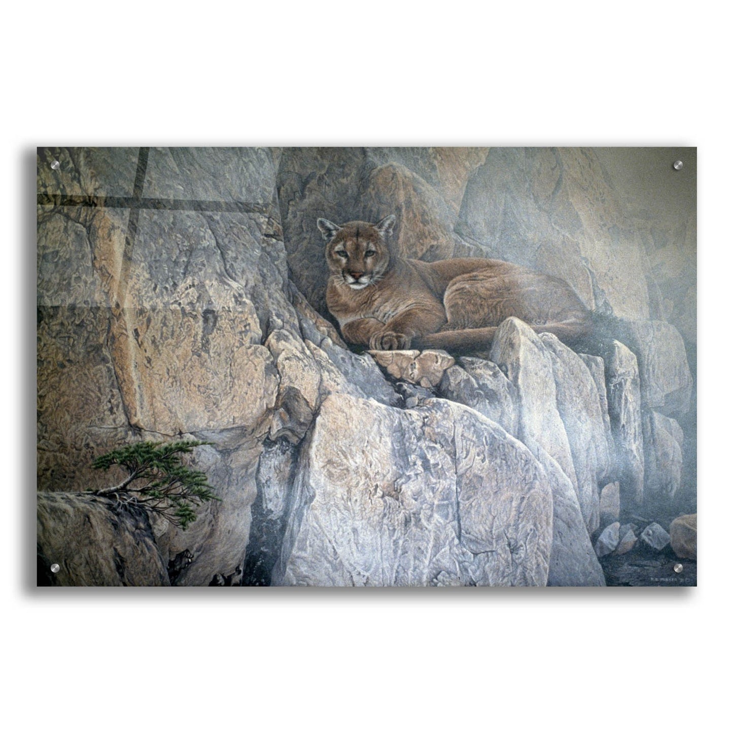 Epic Art 'Mountain Mists-Cougar' by Ron Parker, Acrylic Glass Wall Art