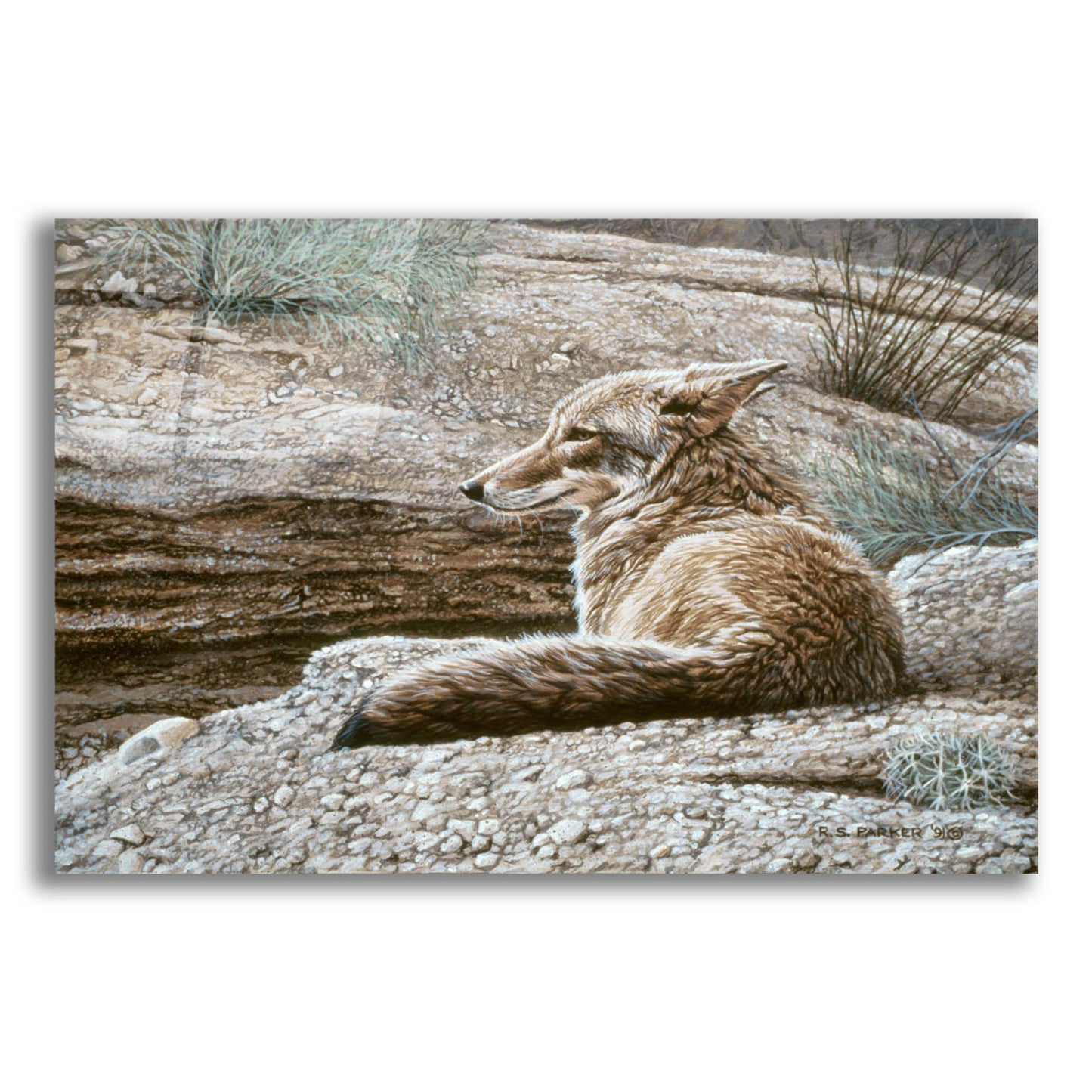 Epic Art 'Resting Coyote' by Ron Parker, Acrylic Glass Wall Art