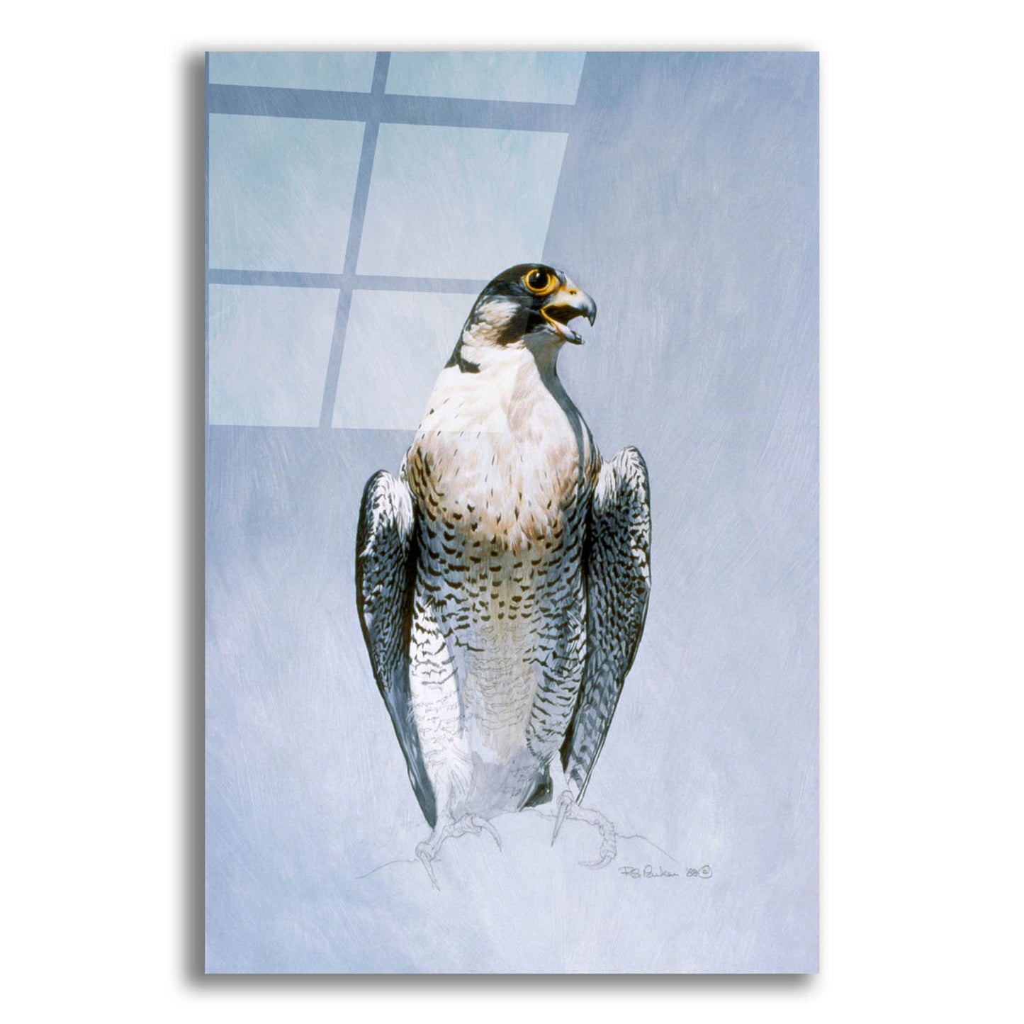 Epic Art 'Peregrine Falcon' by Ron Parker, Acrylic Glass Wall Art