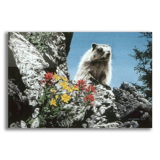 Epic Art 'Young Marmot' by Ron Parker, Acrylic Glass Wall Art