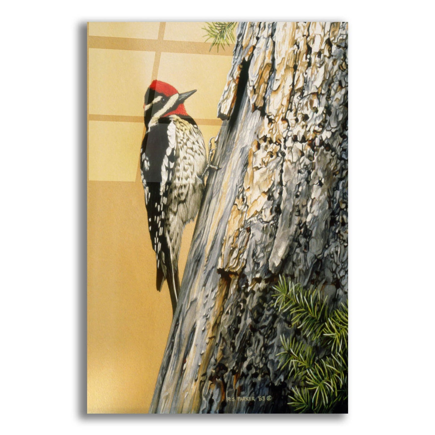 Epic Art 'Yellow Bellied Sapsucker' by Ron Parker, Acrylic Glass Wall Art