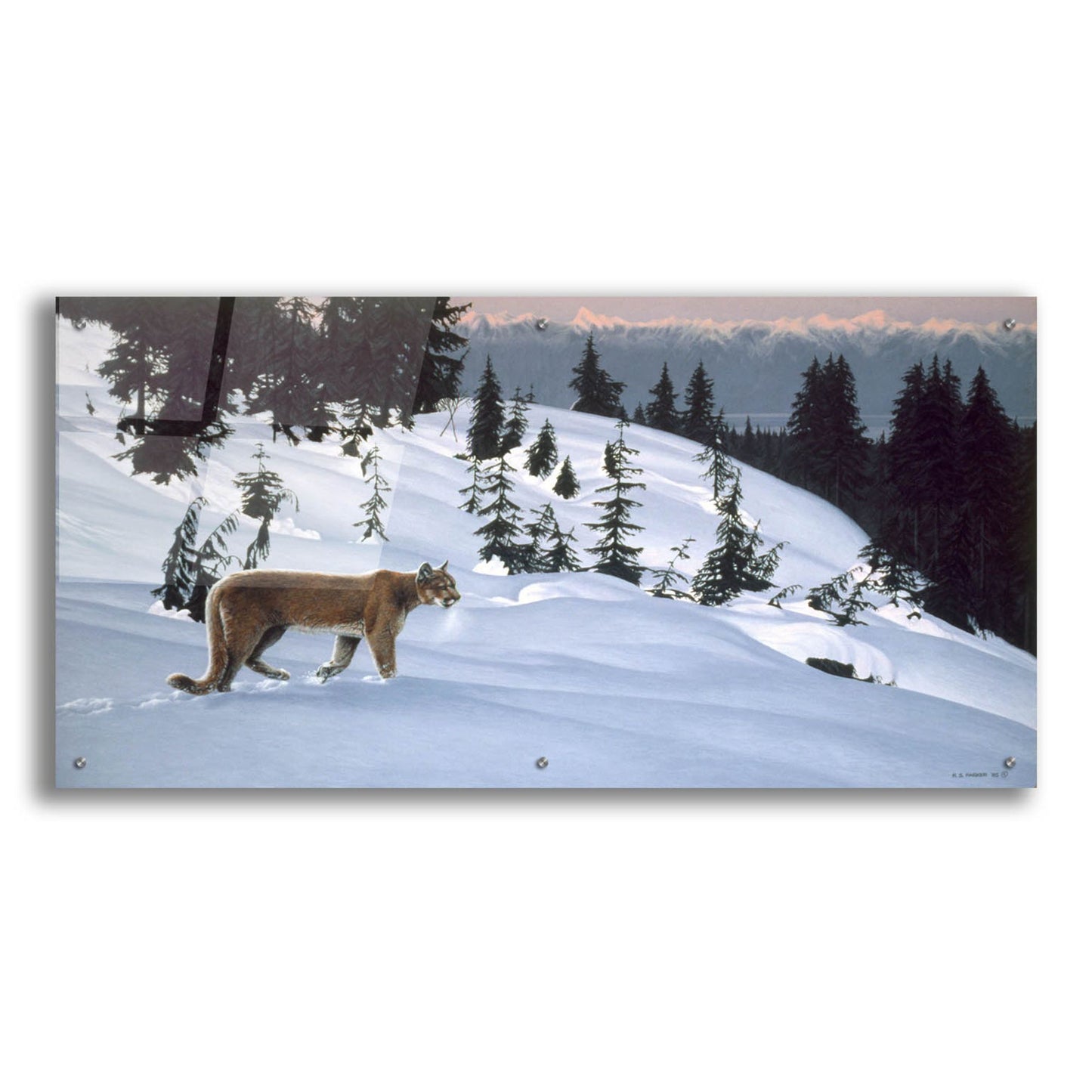 Epic Art 'Cougar In Snow' by Ron Parker, Acrylic Glass Wall Art