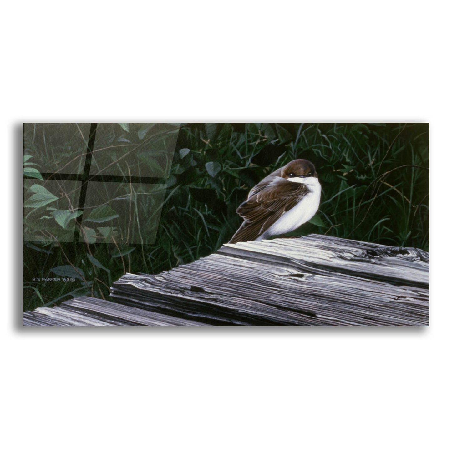 Epic Art 'Tree Swallow' by Ron Parker, Acrylic Glass Wall Art