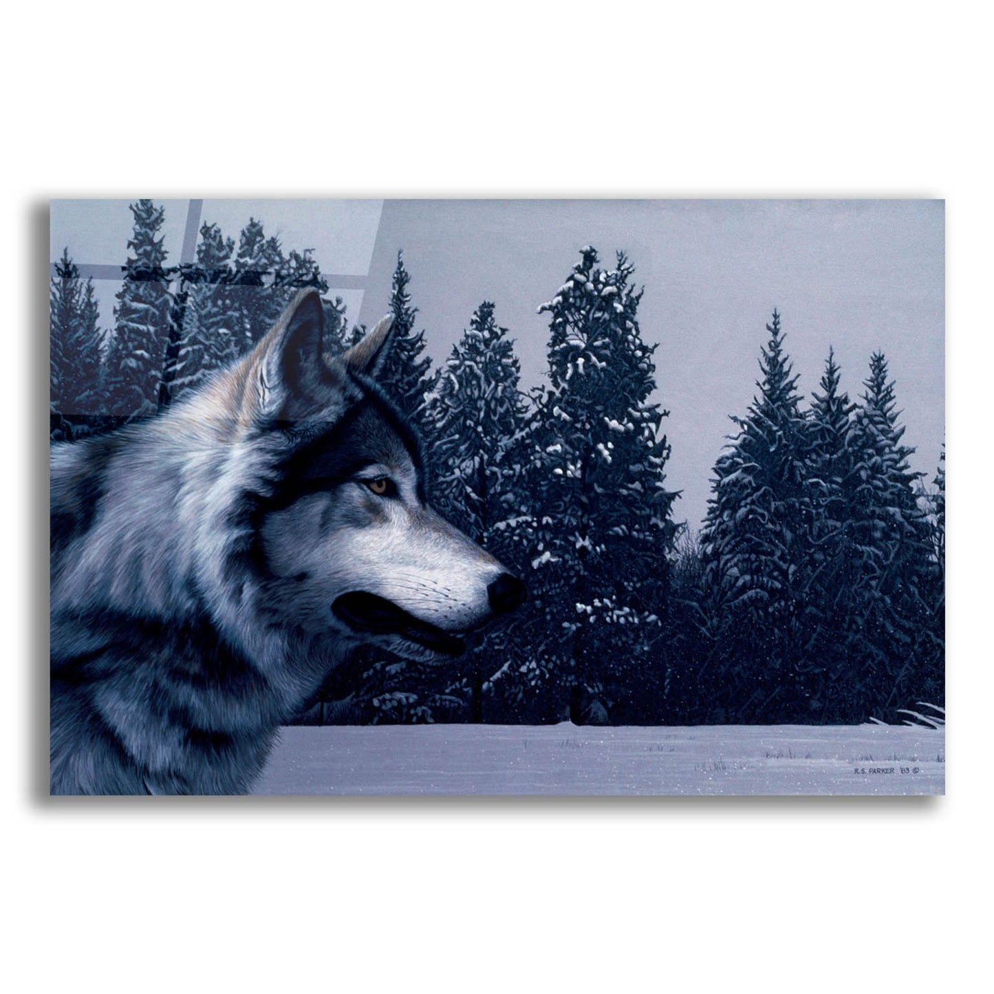 Epic Art 'Gray Wolf Portrait' by Ron Parker, Acrylic Glass Wall Art