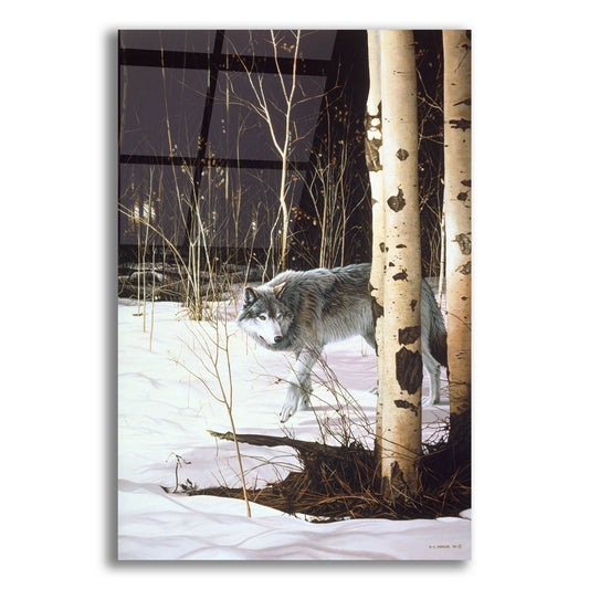 Epic Art 'Grey Wolf & Aspen' by Ron Parker, Acrylic Glass Wall Art