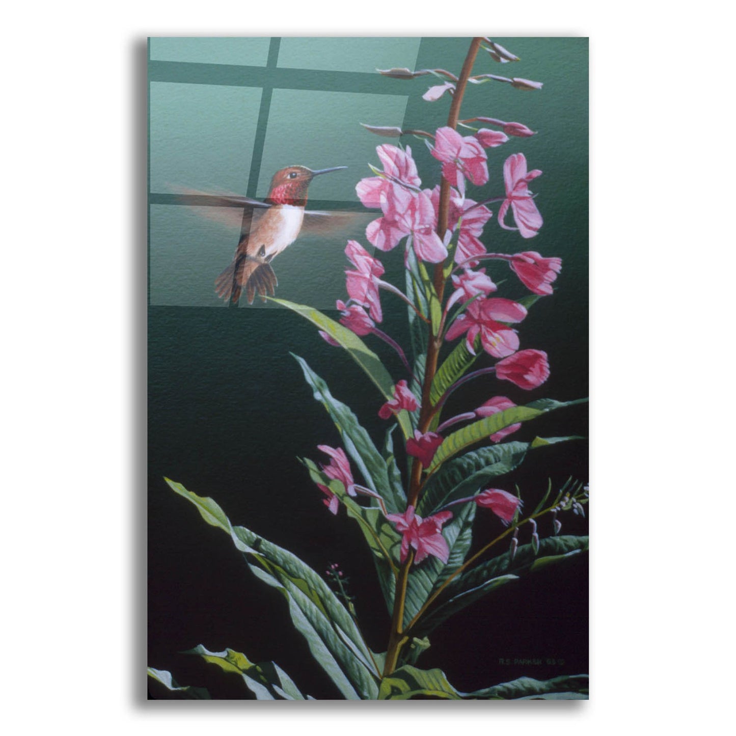 Epic Art 'Fireweed' by Ron Parker, Acrylic Glass Wall Art