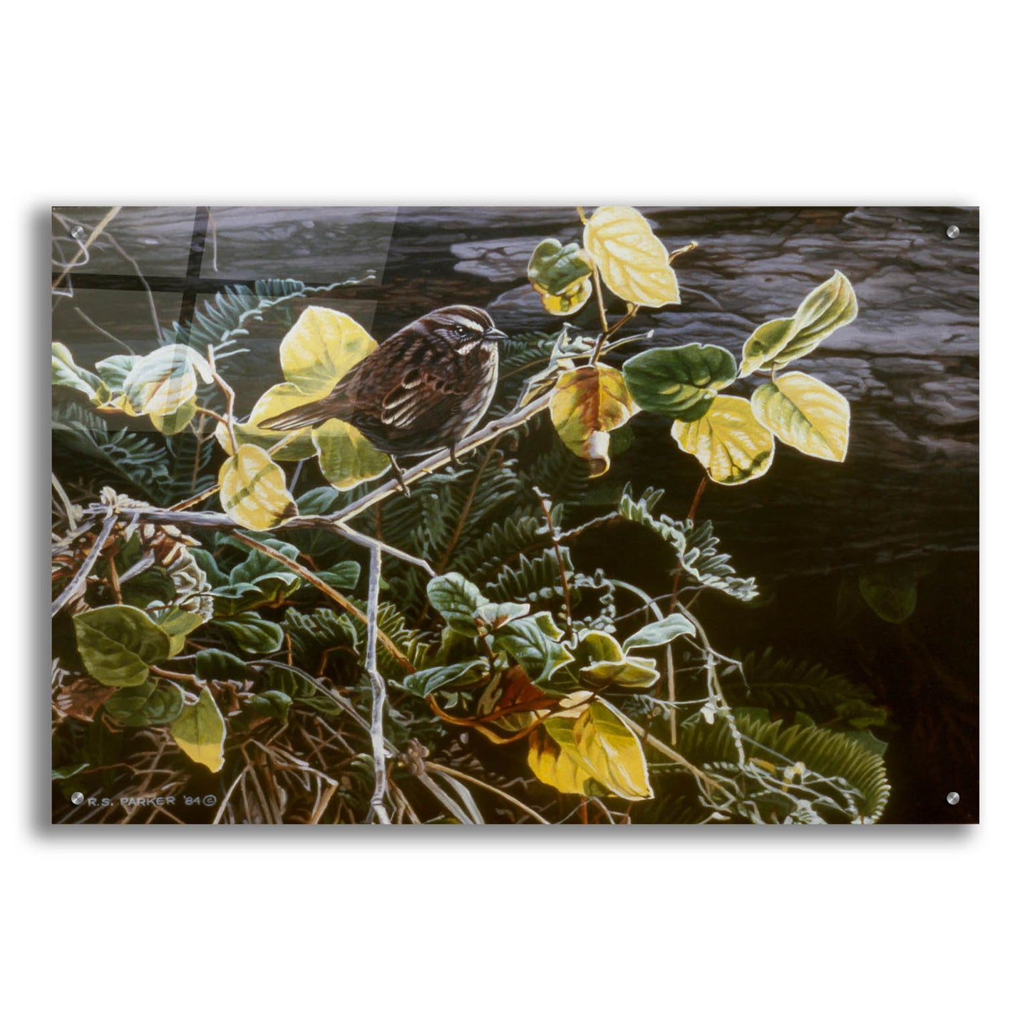 Epic Art 'Song Sparrow On Salal' by Ron Parker, Acrylic Glass Wall Art