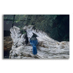Epic Art 'Driftwood 2' by Ron Parker, Acrylic Glass Wall Art