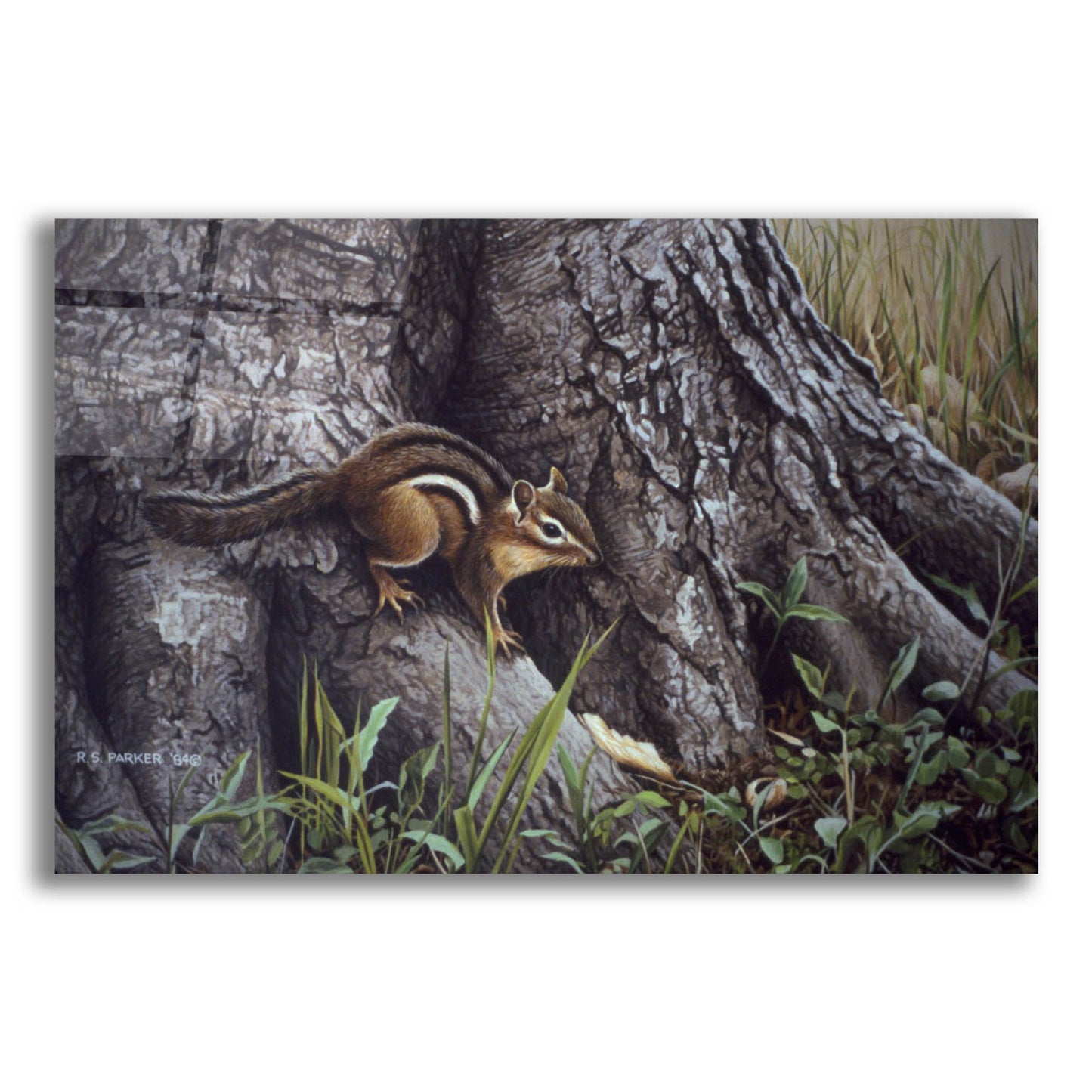 Epic Art 'Wary Glance' by Ron Parker, Acrylic Glass Wall Art