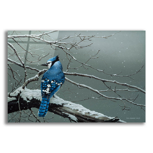 Epic Art 'Winter Jay' by Ron Parker, Acrylic Glass Wall Art