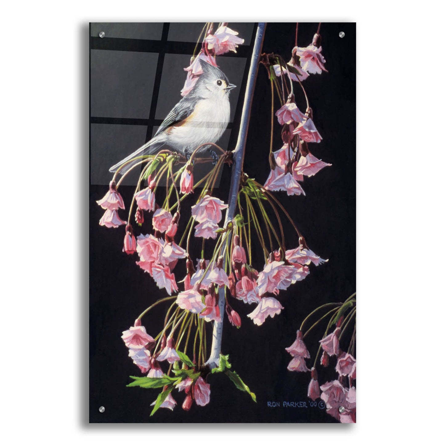 Epic Art 'Titmouse And Blossoms' by Ron Parker, Acrylic Glass Wall Art