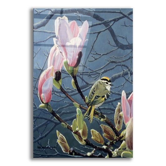 Epic Art 'Kinglet And Magnolia' by Ron Parker, Acrylic Glass Wall Art