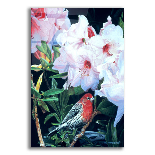 Epic Art 'Housefinch And Rhododendron' by Ron Parker, Acrylic Glass Wall Art