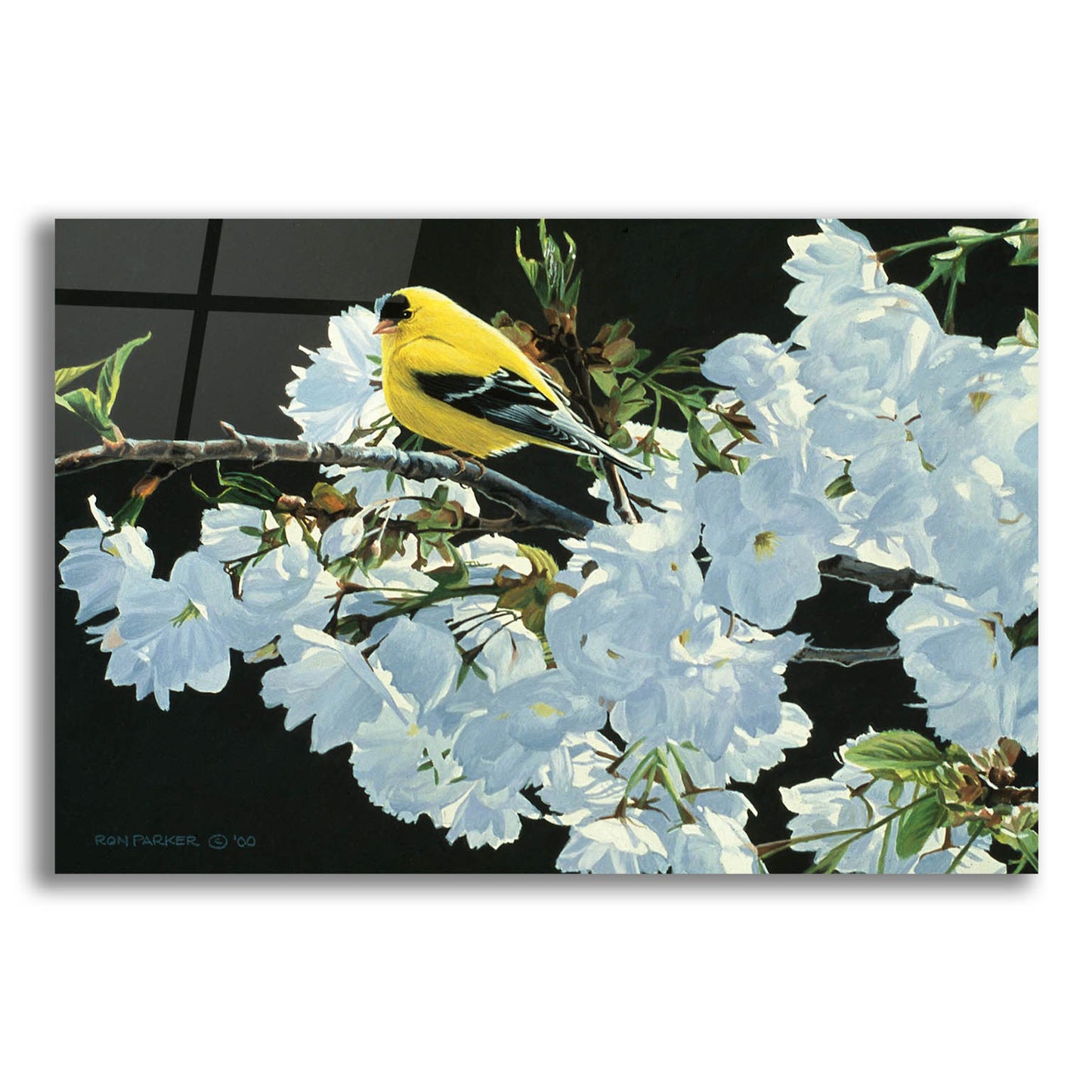 Epic Art 'Goldfinch And Blossoms' by Ron Parker, Acrylic Glass Wall Art