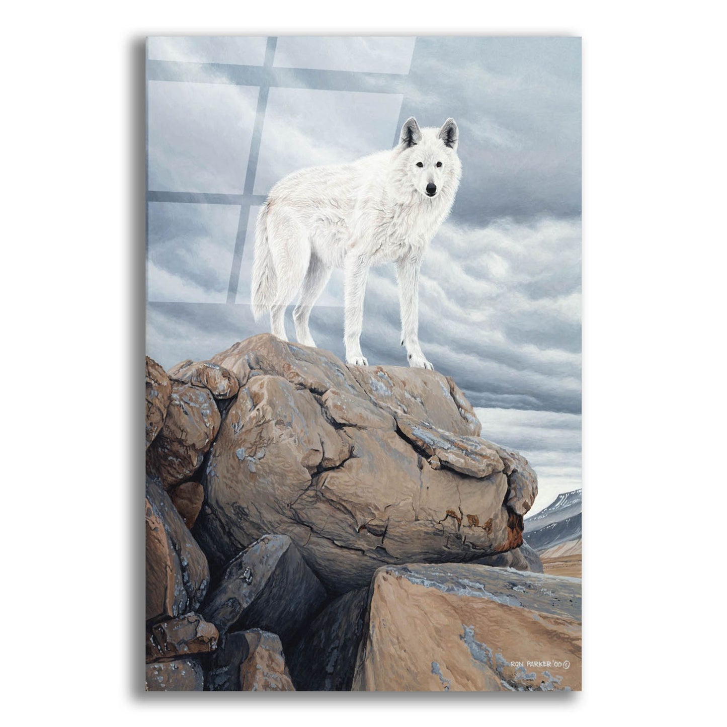 Epic Art 'White Wolf' by Ron Parker, Acrylic Glass Wall Art