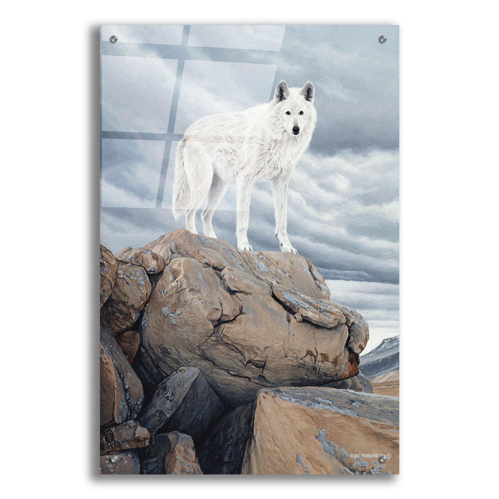 Epic Art 'White Wolf' by Ron Parker, Acrylic Glass Wall Art