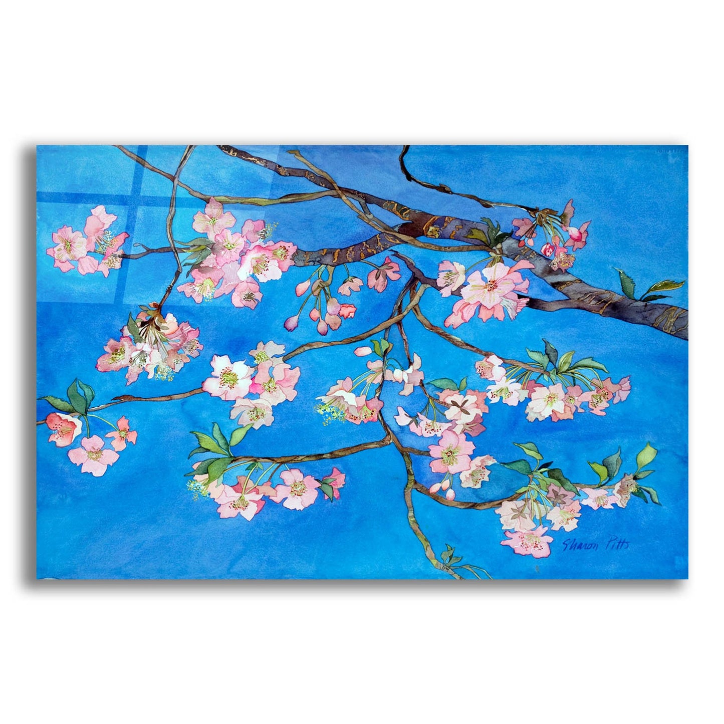 Epic Art 'Cherry Blossoms' by Sharon Pitts, Acrylic Glass Wall Art