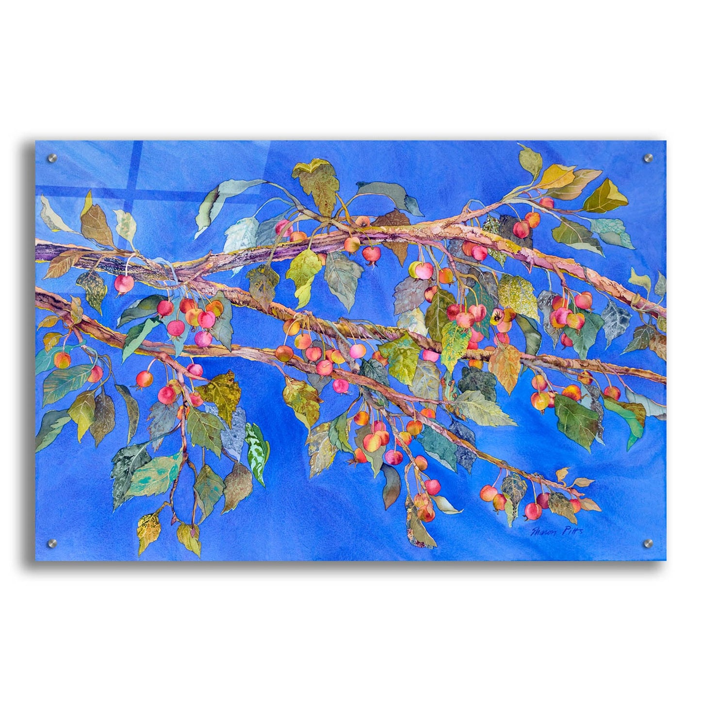 Epic Art 'Crab Apple III' by Sharon Pitts, Acrylic Glass Wall Art