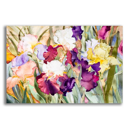 Epic Art 'Iris Garden I' by Sharon Pitts, Acrylic Glass Wall Art