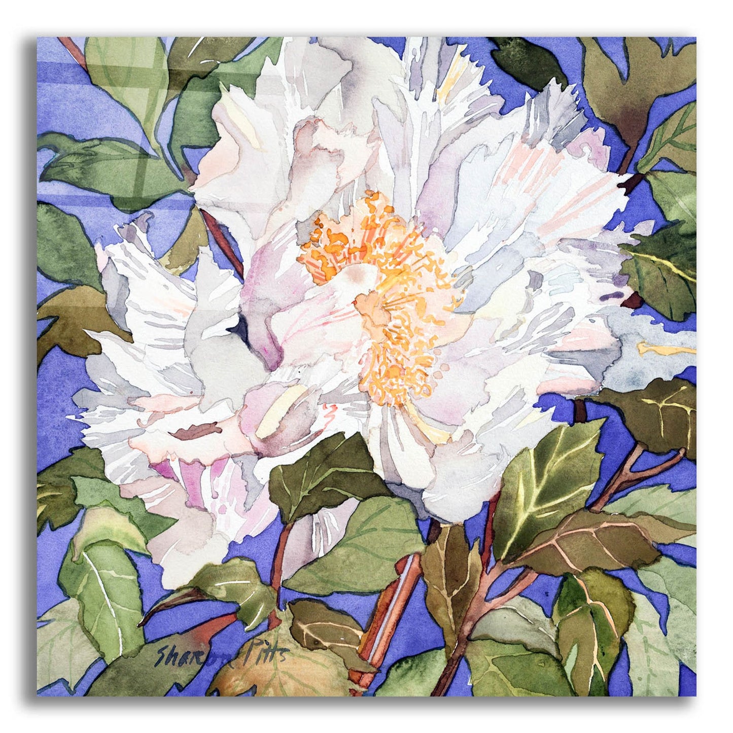 Epic Art 'White Peony' by Sharon Pitts, Acrylic Glass Wall Art